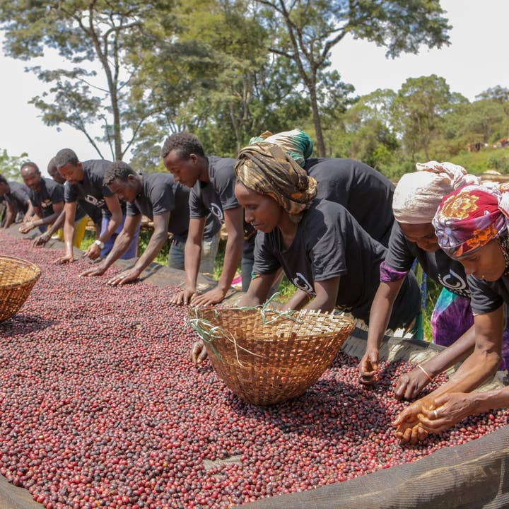 Paso Paso - Farmer Owned Coffee - Wholesale Coffee Beans - Ethiopia - Syoum Family - Heirloom Natural5