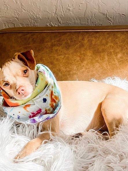 Artist Way Paint Splatter Pet Bandana for wholesale by Shanna's Tie Dye