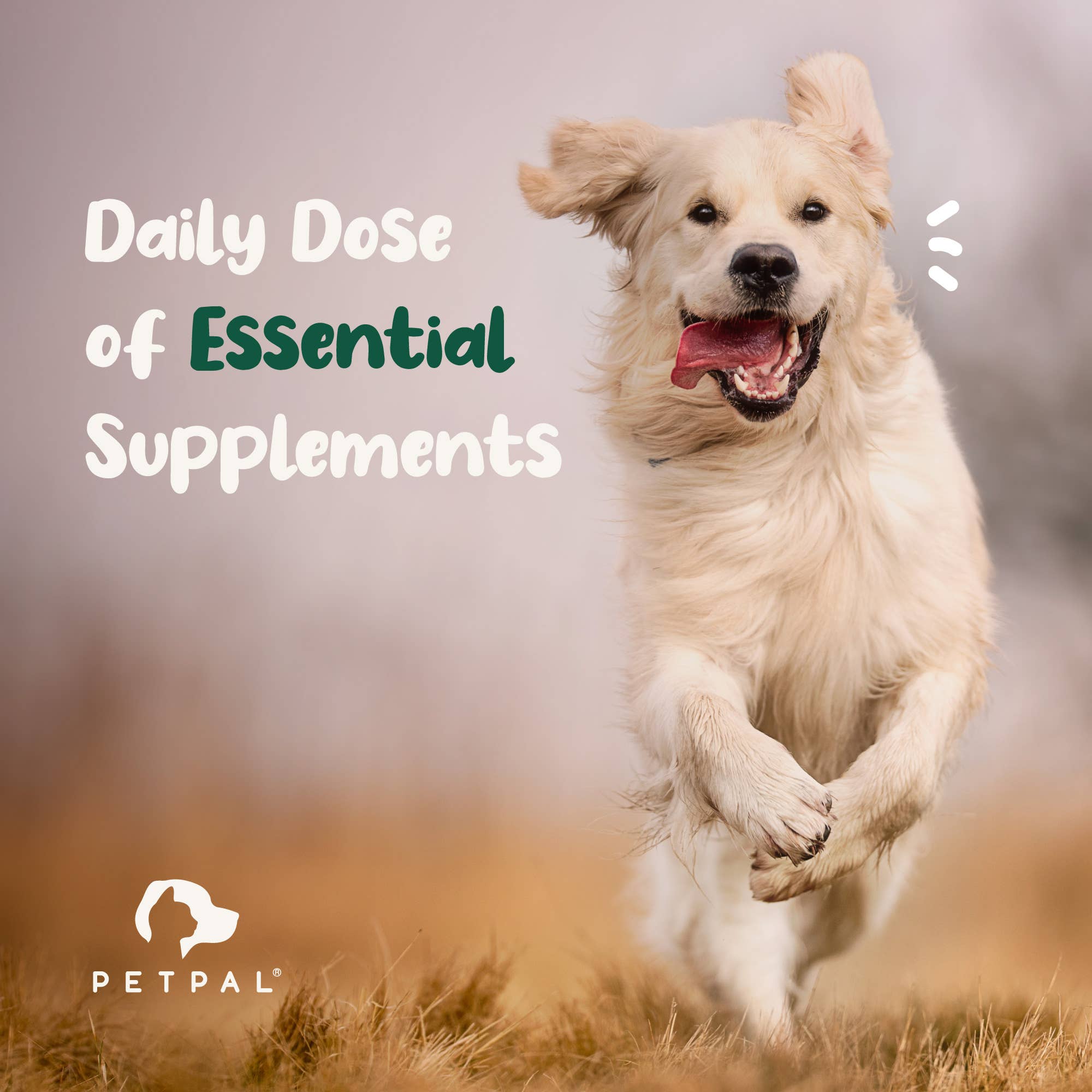 Petpal - Wholesale Pet Supplement - Cat/Dog - Green Lipped Mussel for Dogs - Hip & Joint Health6