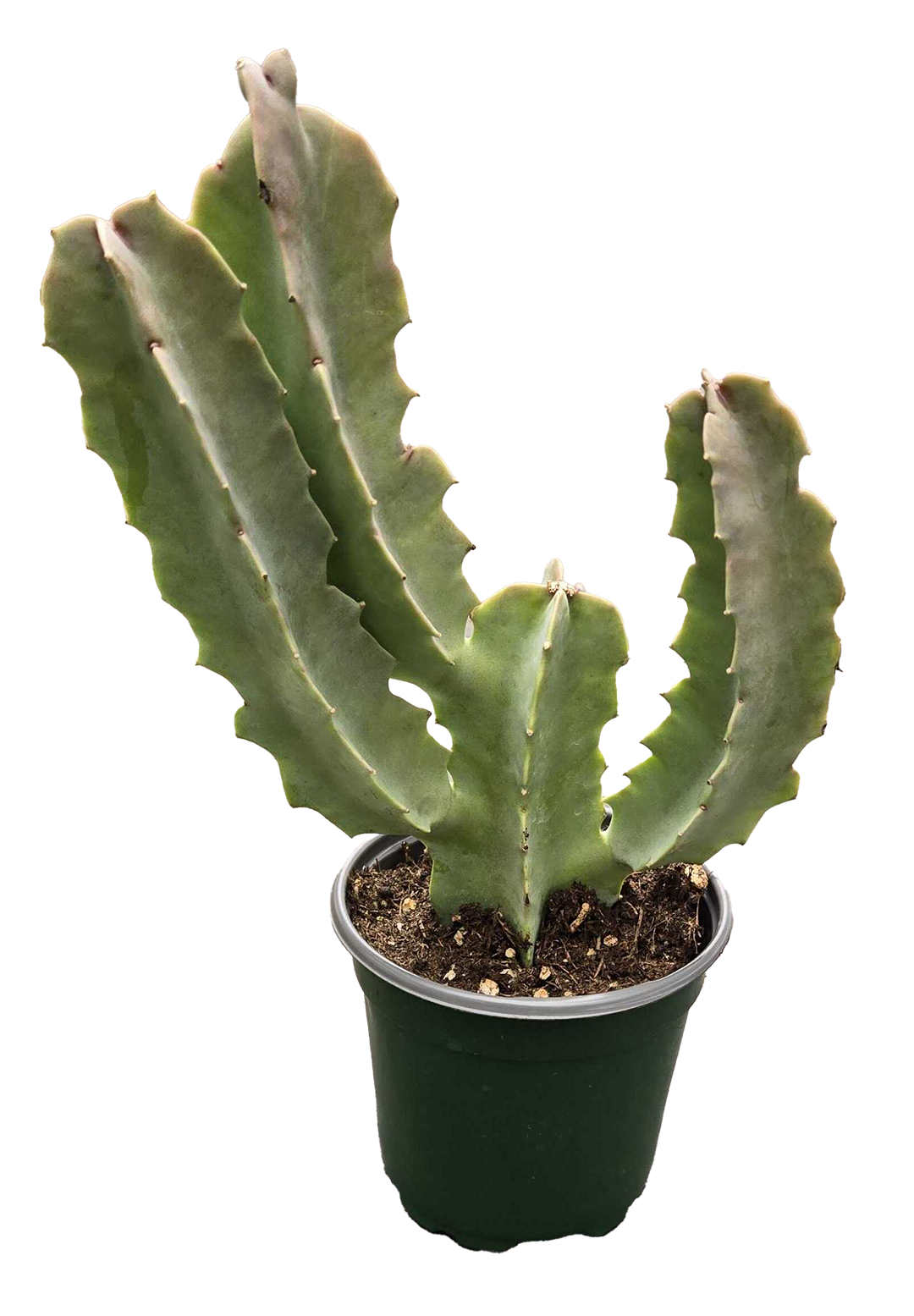 Arcadia Garden Products - Wholesale Live Plant - Cactus Caralluma Specioa 4 inch Grower Pot0