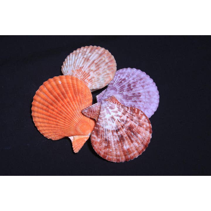 3"+ PECTEN NOBILIS for wholesale by Darlene's Shells