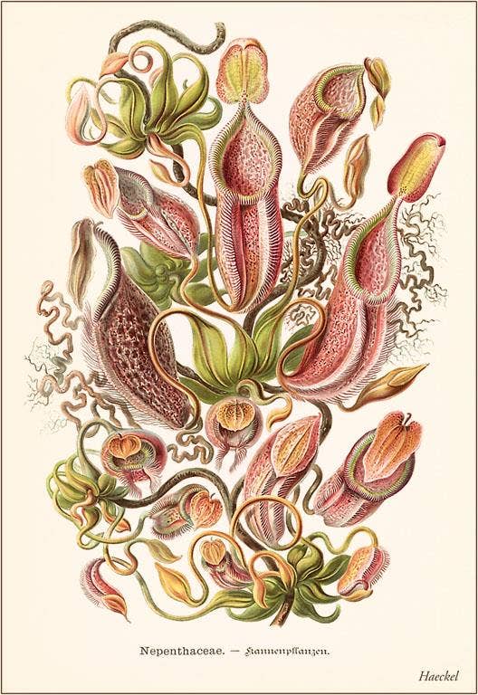 Found Image Press - Wholesale Postcard - Postcard SE-106 Carnivorous Plants0