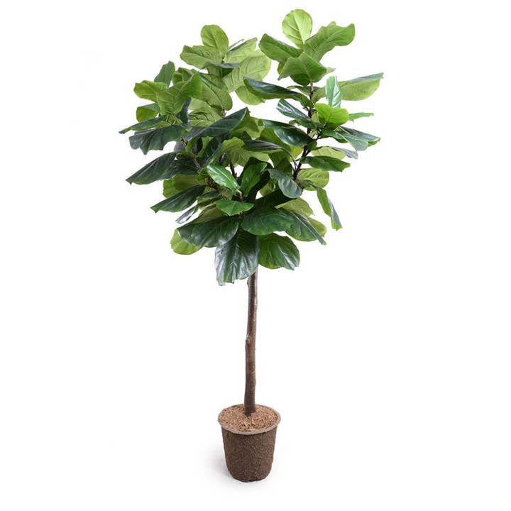 Fiddle Leaf Fig Tree 7.5' for wholesale by New Growth Designs