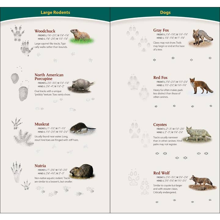 AdventureKEEN - Wholesale Nature & Outdoors - Animal Tracks of SE & Gulf Coast Quick Guide1