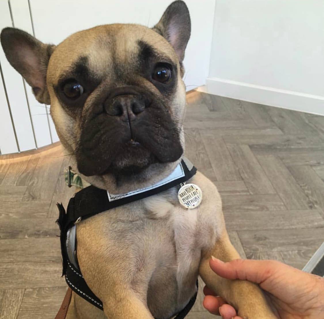 Sweet William Designs – Großhandel Haustiermarke – Katze/Hund – Namensschild für Hunde — „Lass deine Leute meine Leute anrufen“7