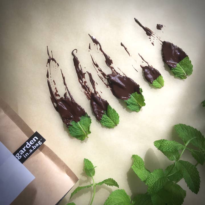 Potting Shed Creations, Ltd. - Wholesale Plant Seeds - Garden in a Bag | Mint | Great gift for Cooks