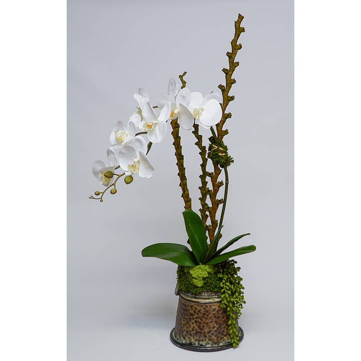 Orchid In Metal Bell Container for wholesale by The Ivy Guild