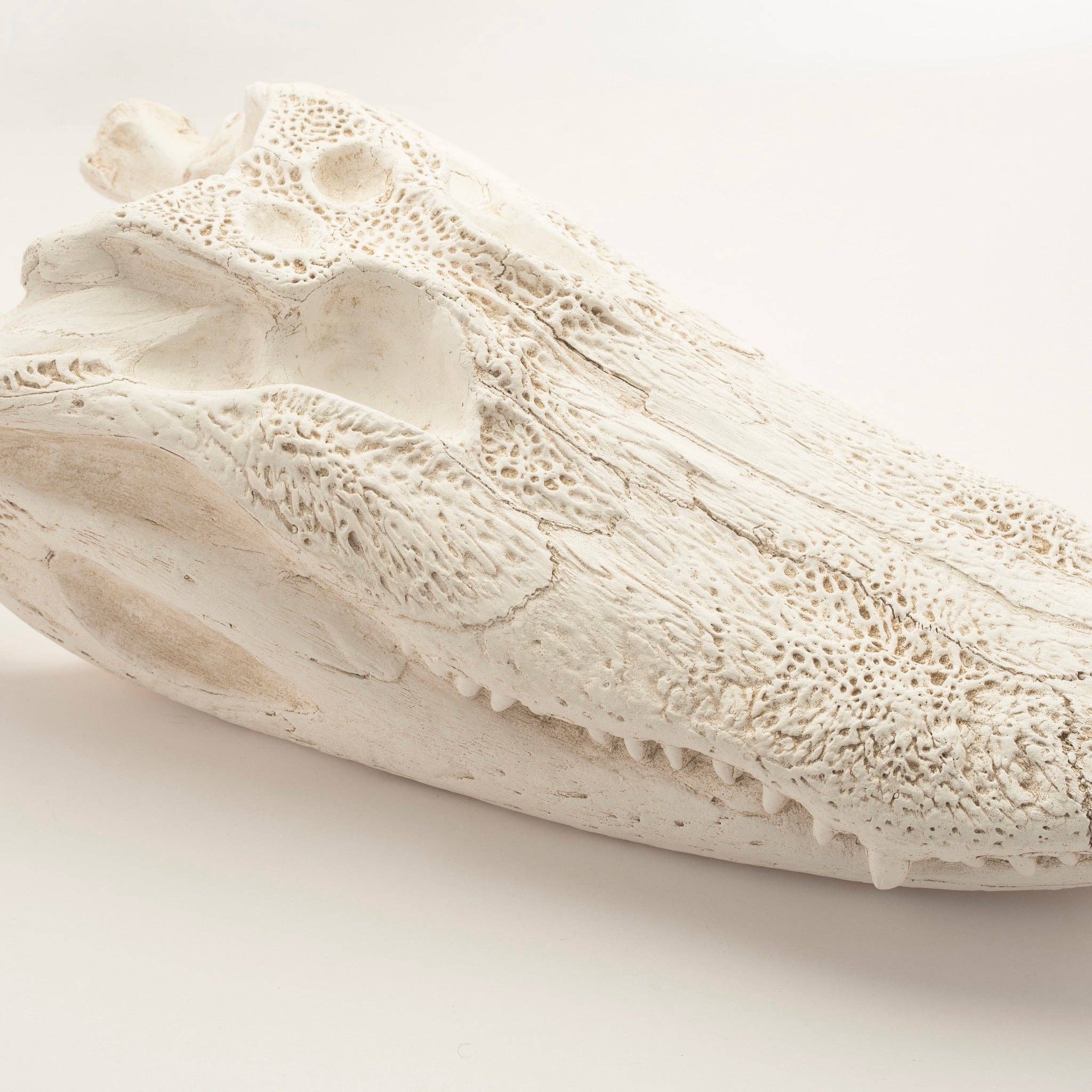 House Parts, Inc. - Wholesale Decorative Figurine - Alligator Skull4