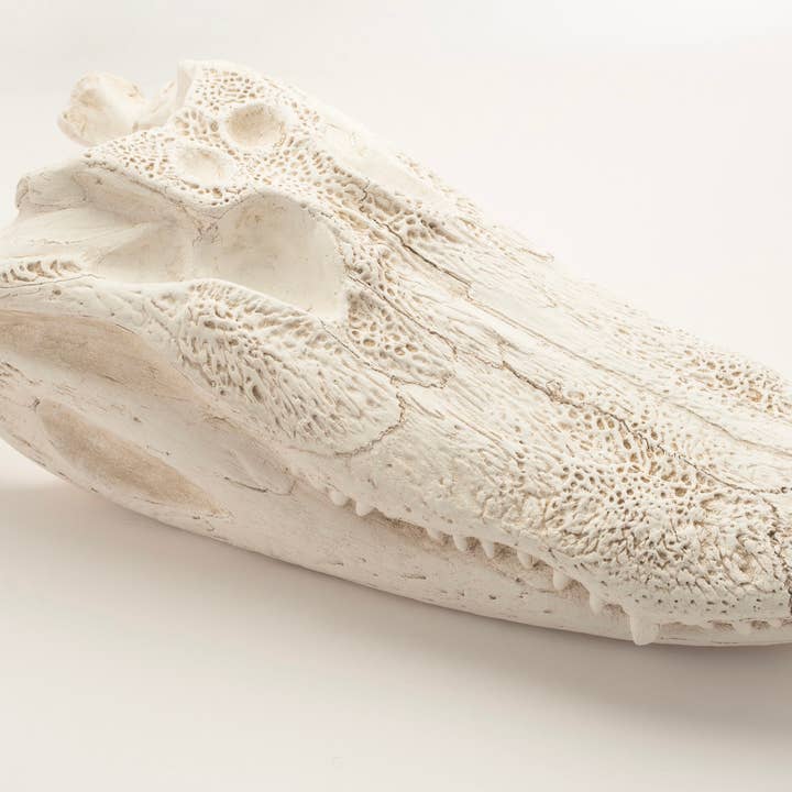 House Parts, Inc. - Wholesale Decorative Figurine - Alligator Skull4