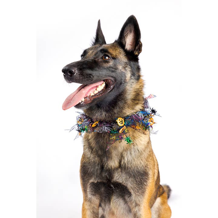 Midlee Designs - Wholesale Pet collar – Dog - Midlee Pumpkin & Spider Web Halloween Decorative Dog Collar9