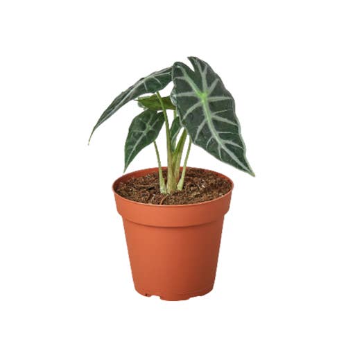ALOCASIA BAMBINO 4-inch for wholesale by House Plant Wholesale