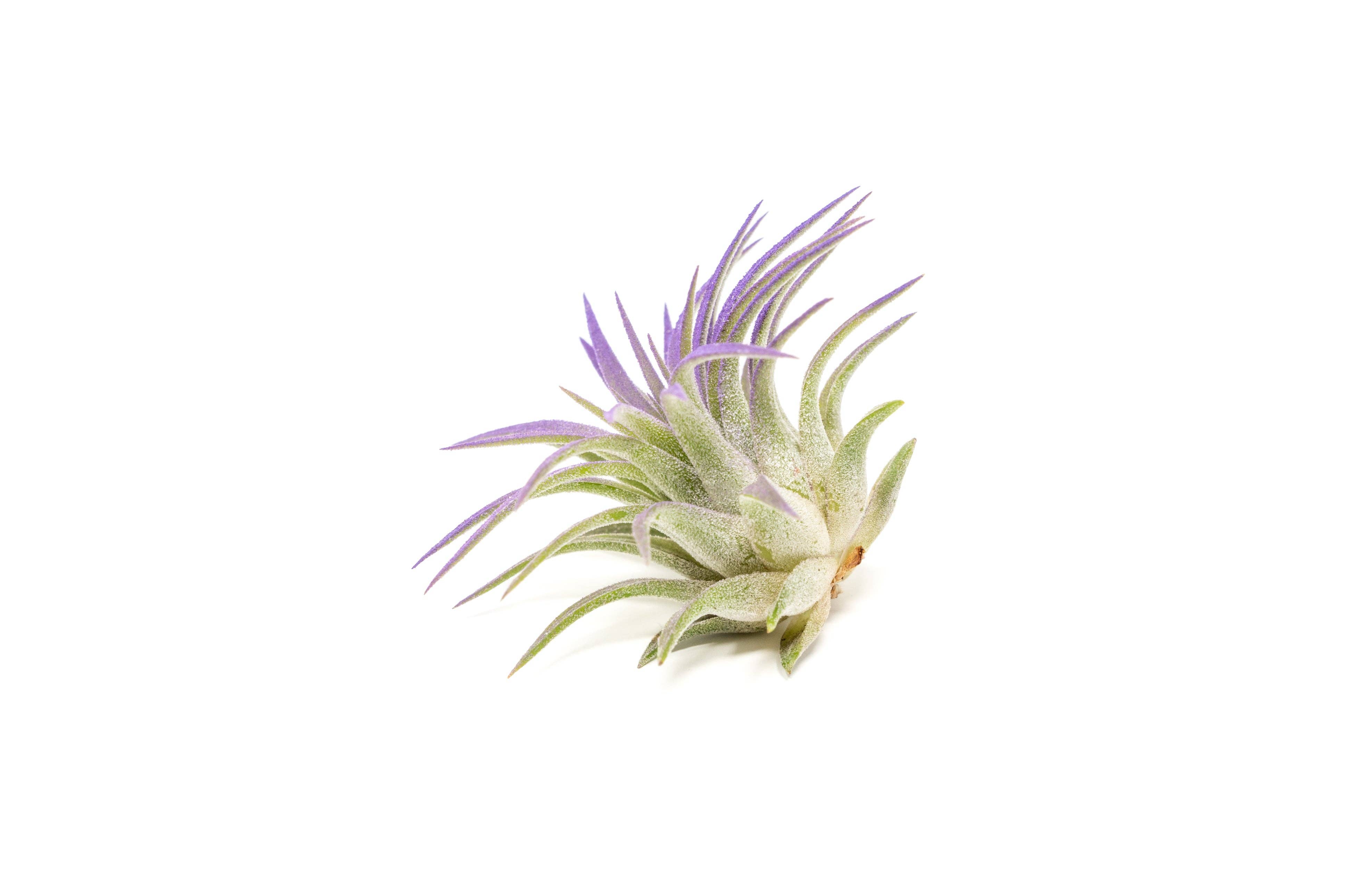 Air Plant Shop - Wholesale Live Plant - Color Enhanced Tillandsia Ionantha Rubra Air Plants21