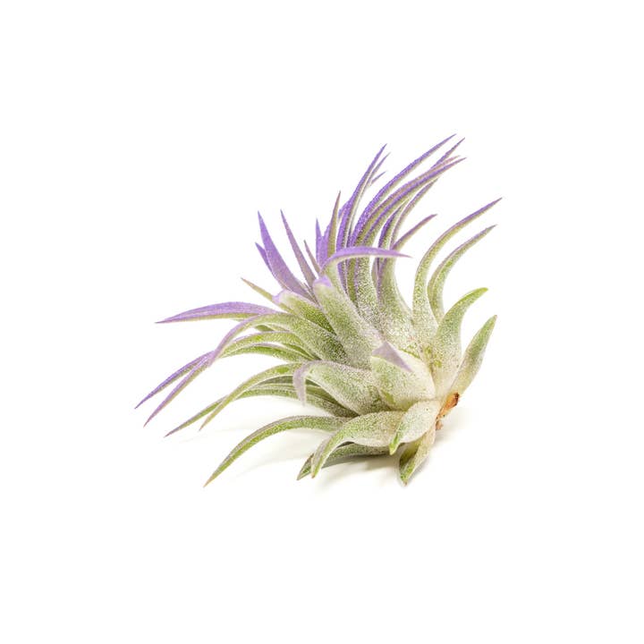 Air Plant Shop - Wholesale Live Plant - Color Enhanced Tillandsia Ionantha Rubra Air Plants21