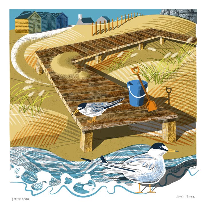 John Bloor Printmaker - Wholesale Art Print - Little Tern digitally printed print, British coastal bird1