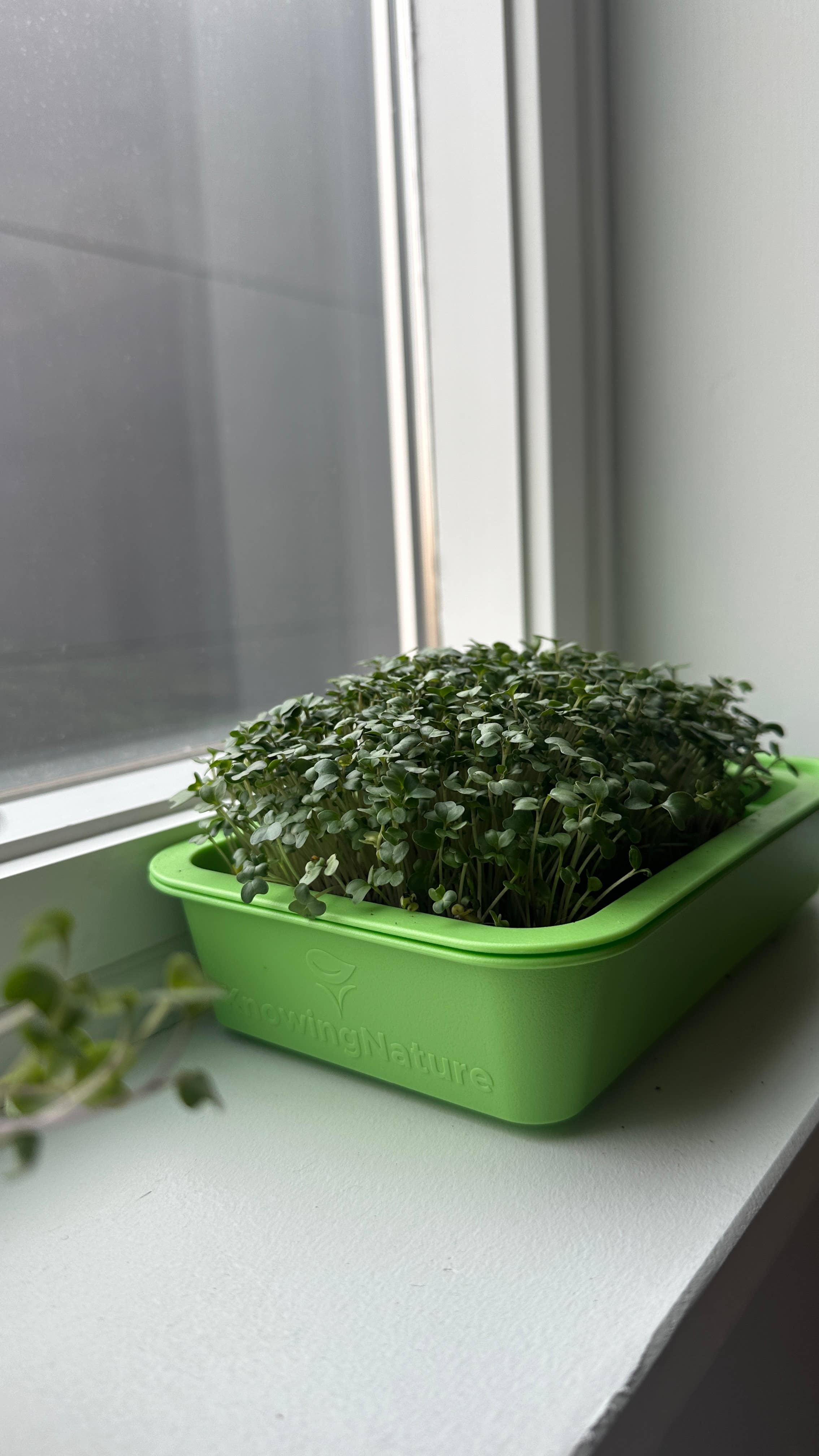 Knowing Nature - Wholesale Planter Box - Indoor Windowsill Microgreens Planters 18