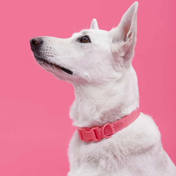 ARISTOPET - Wholesale Pet Collar - Dog - SIGNATURE COLLAR11