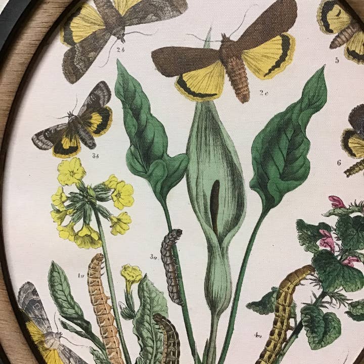 LAND OF COTTON - Vendita all'ingrosso Set per galleria a parete - Set di 3 Stampe di Farfalle con Cornice Ovale2