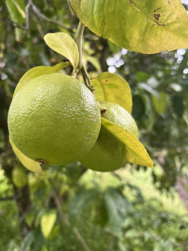 Essences Naturelles Corses - Wholesale Essential Oil - Organic bergamot - Essence - Aromatherapy - 10ml5