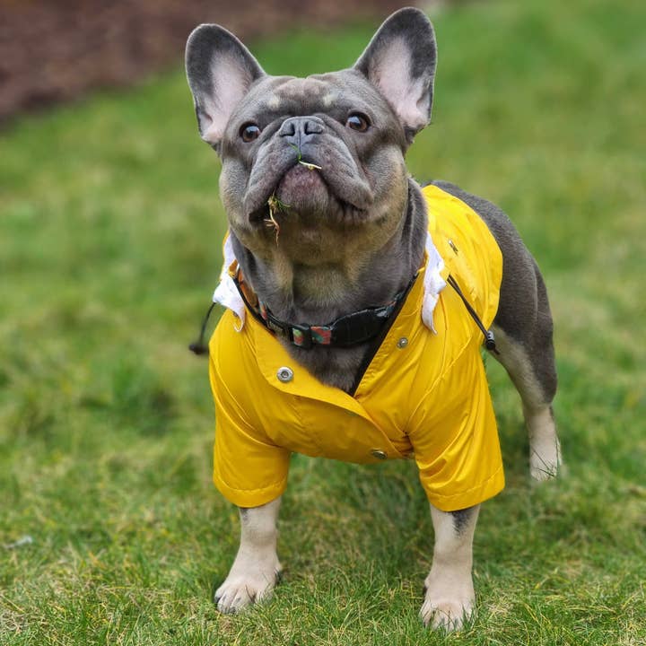 Dog a la mode – Capa de chuva para cão - Cão por atacado – Capa de chuva amarela 'Buddy' para cachorro1