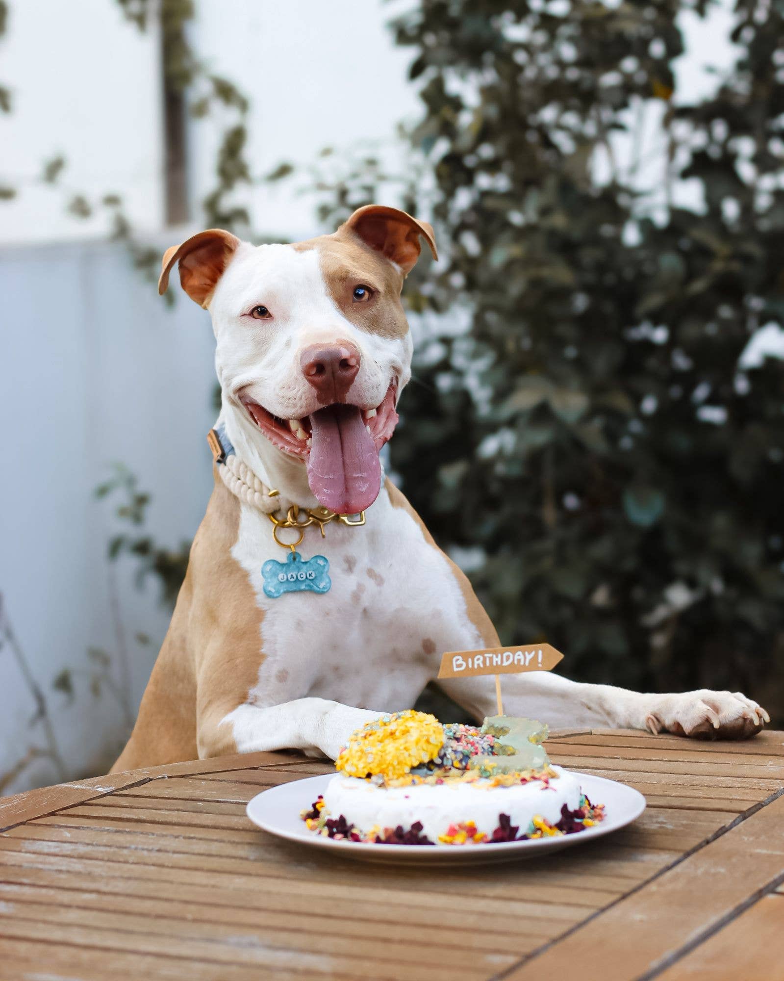 Cooka's Cookies - Wholesale Pet Treats - Dog - Cake in a Box - Chicken or Krill Cake Mix for dogs7