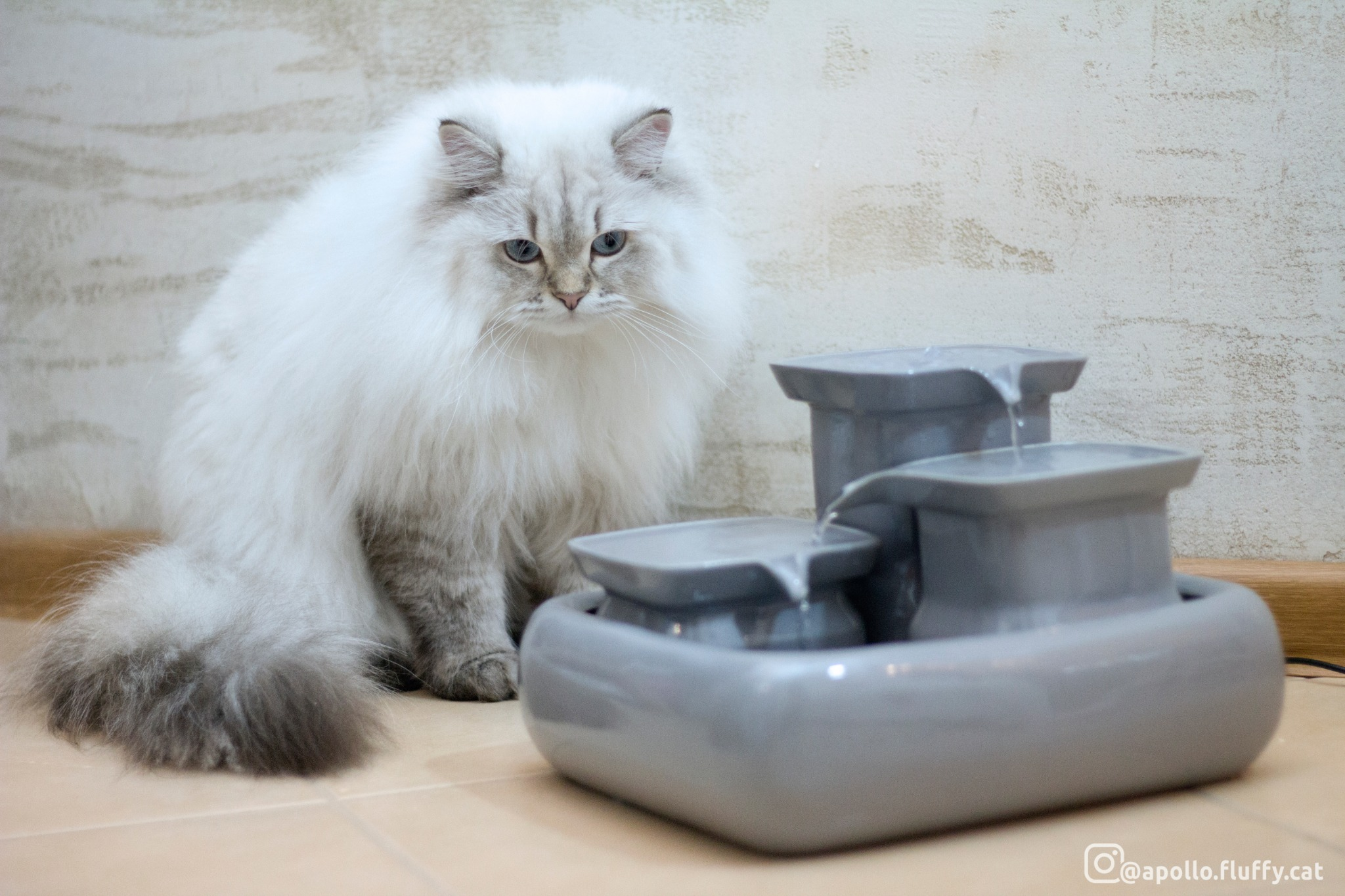 Miaustore – wholesale Pet bowl – Cat/dog – Cat fountain ceramic standard7