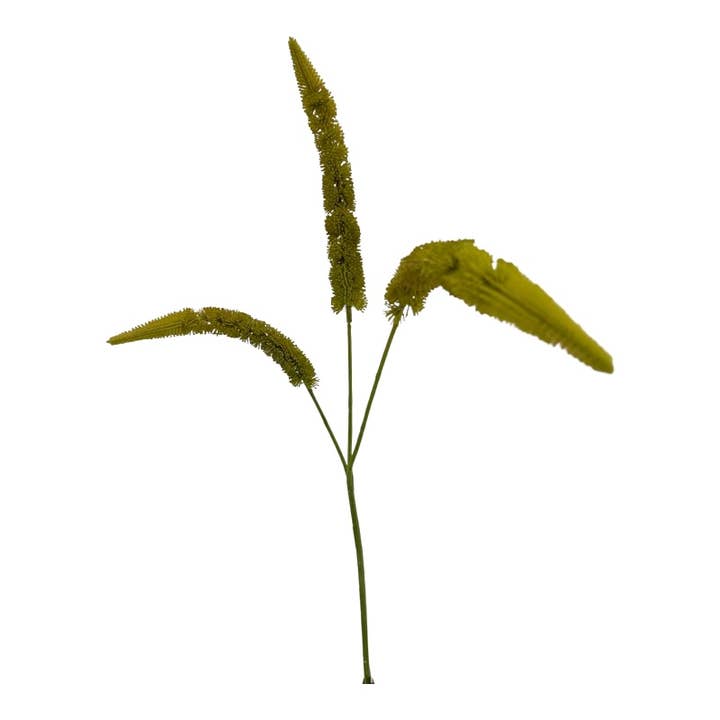 Herbe à chat x 3, 71 cm vert pour la vente par Floratexx