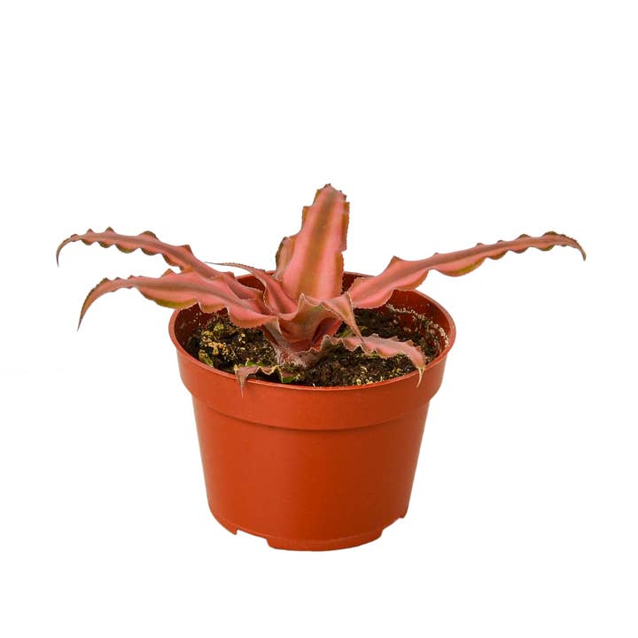 House Plant Wholesale - Wholesale Live Plant - CRYPTANTHUS PINK STAR 4-inch1