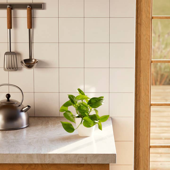 Lively Root - Wholesale Live Plant - Golden Pothos Plant65