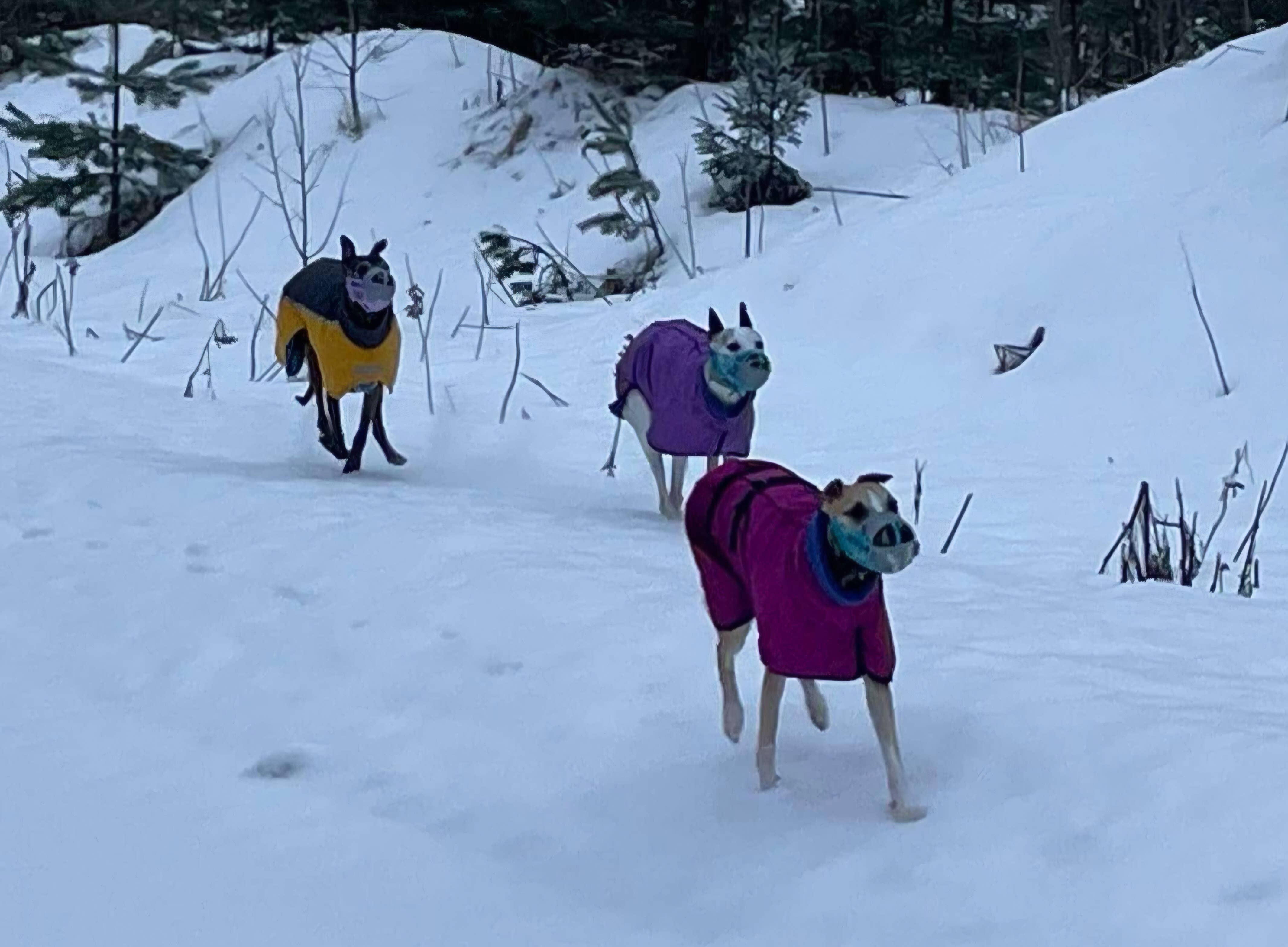 Muzzle & Snout - Wholesale Pet Muzzle - Plastic muzzle - Wider whippet size - standard1