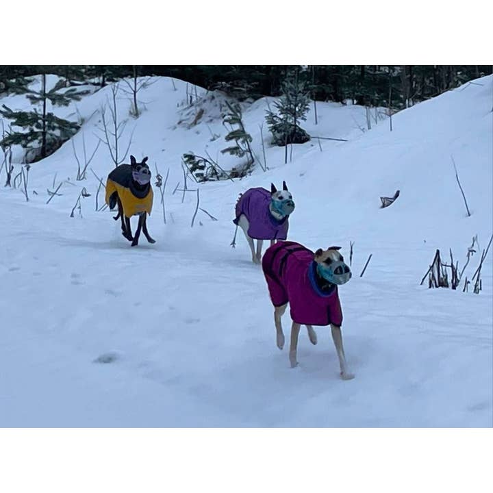 Muzzle & Snout - Wholesale Pet Muzzle - Plastic muzzle - Wider whippet size - standard1