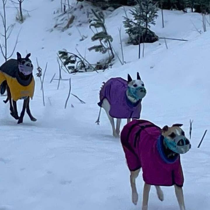 Plastic muzzle - Wider whippet size - standard plus for wholesale by Muzzle & Snout