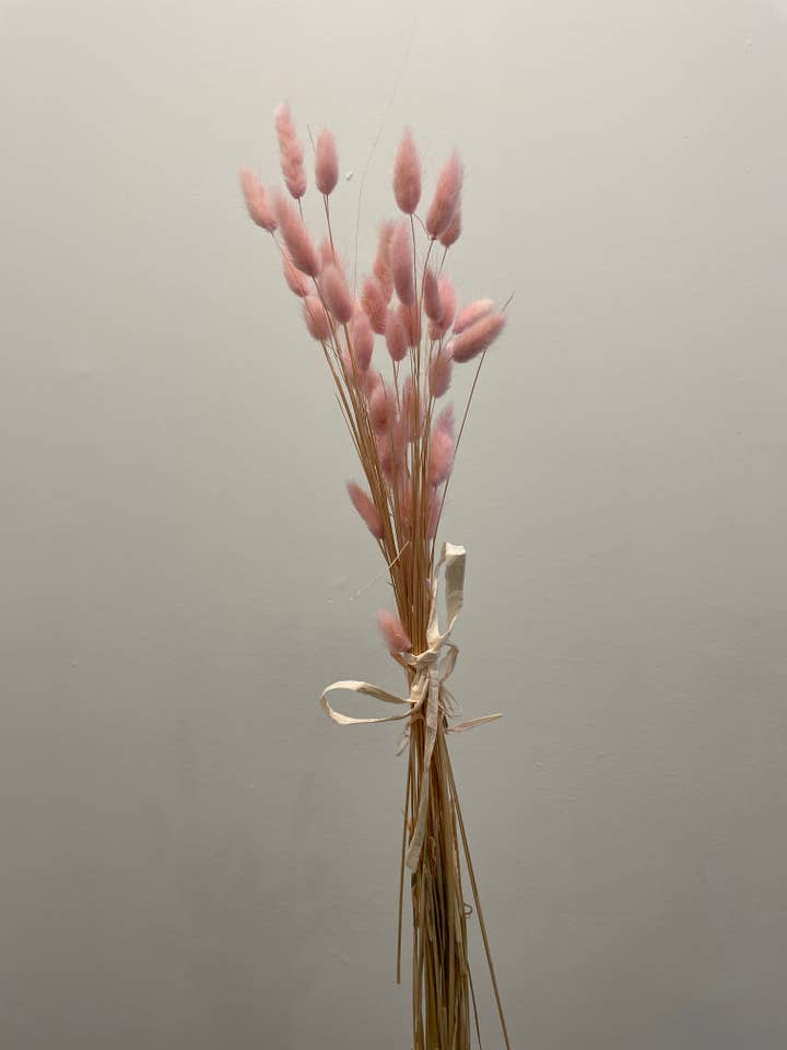 Tørret lagurus buket for engroshandel hos Darwin