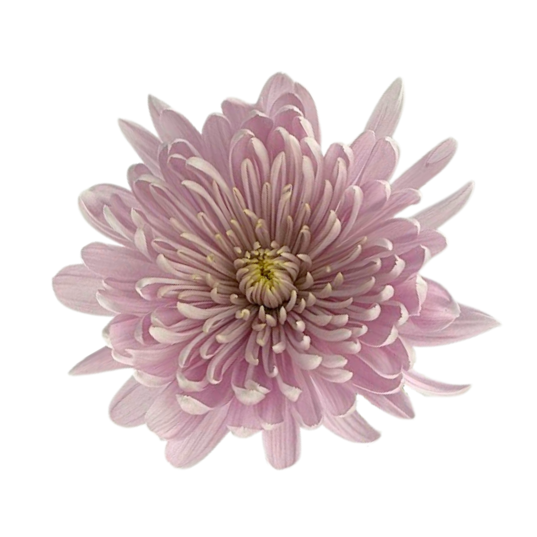 Metro Flower Market - Wholesale Fresh cut flowers - Chrysanthemum Disbud Pink - Fresh Cut Flowers1