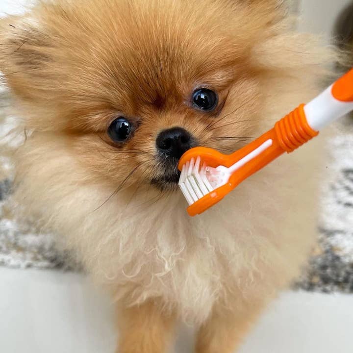 DogsLife - Wholesale Pet grooming aid – Dog - Dog Dental Care Kit4