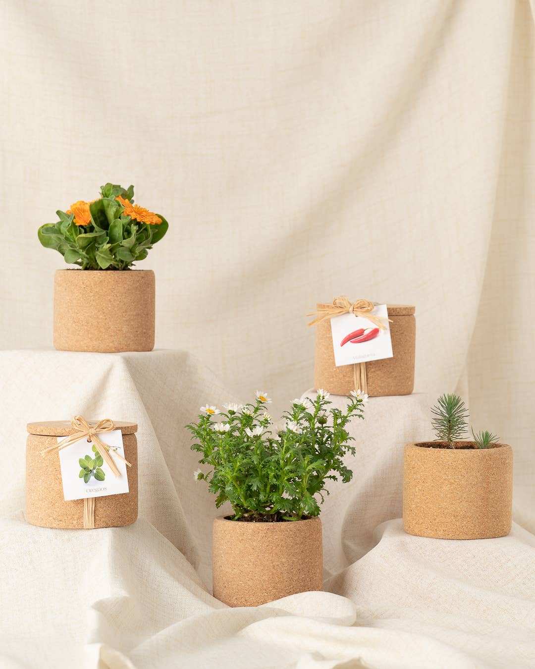 Life in a bag – wholesale Christmas decoration – Grow Cork Christmas Tree2