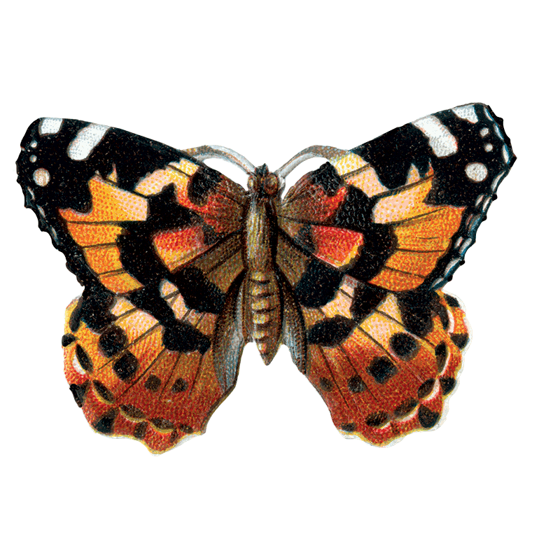 Laughing Elephant – Großhandel Aufkleber – Butterfly Box — Stickerbox für den täglichen Gebrauch9