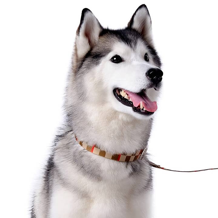Dogo Pet - Wholesale Pet Collar - Dog - Contempo Collar & Leash Combo - Weekly Special Limit 2/Store