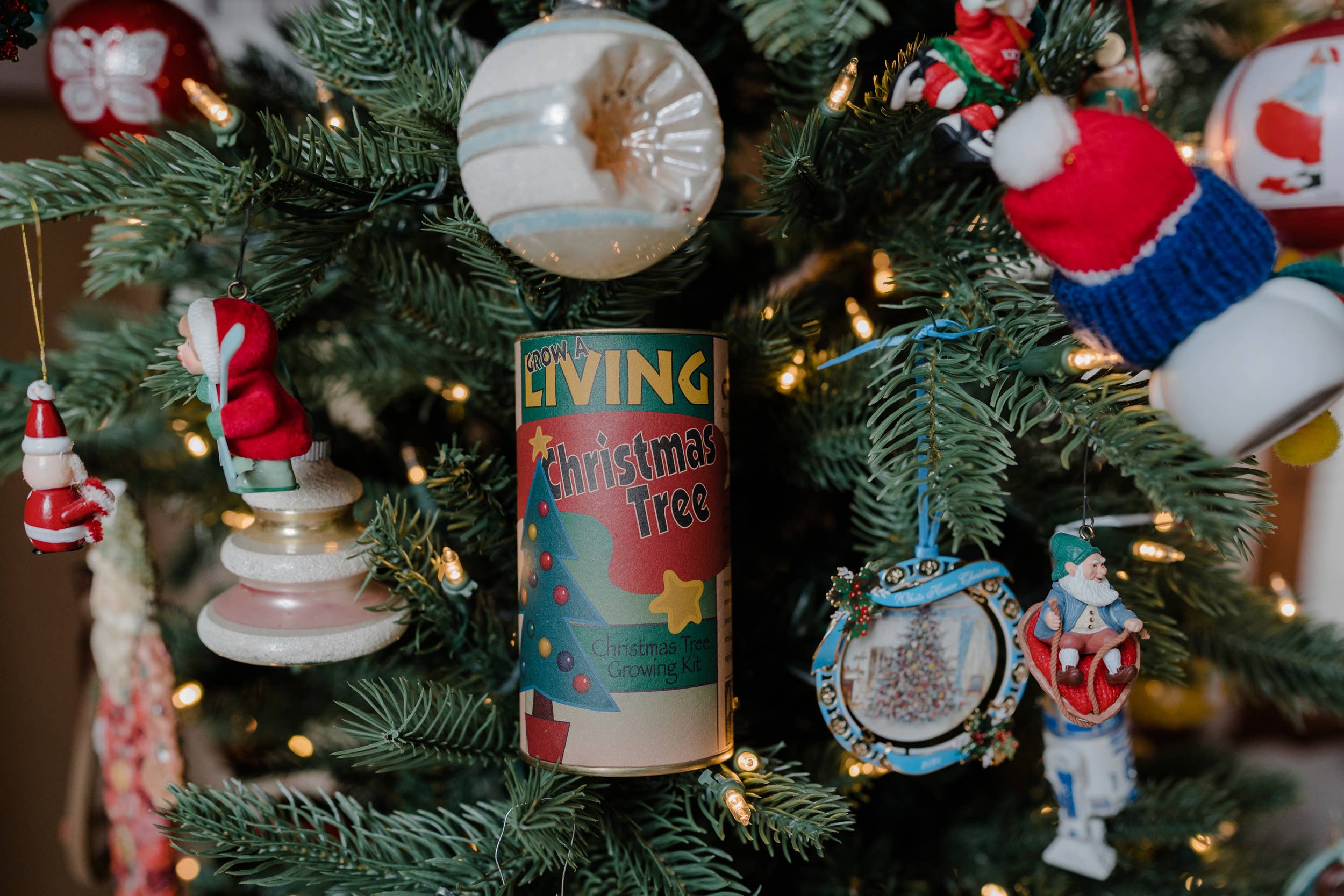 The Jonsteen Company - Wholesale Retailer Display - Home & Living - Living Christmas Case Pack | 12 Grow Kits w/ Display6