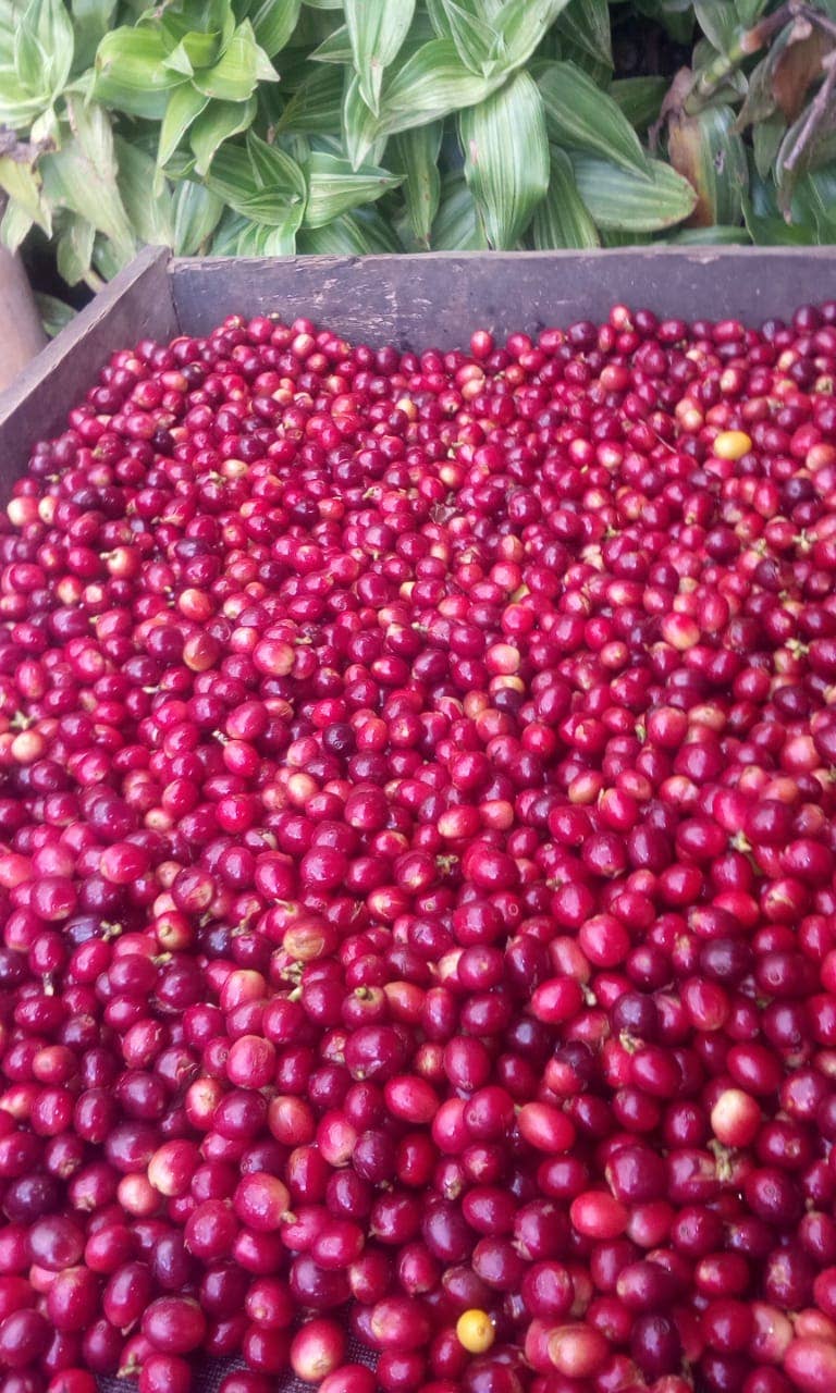 Café Las Margaritas - Wholesale Coffee Beans - 9x1 kilos of coffee beans from Colombia of farm origin11
