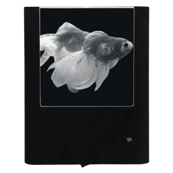 Graverad guldfisk för wholesale av Nightlight Studio