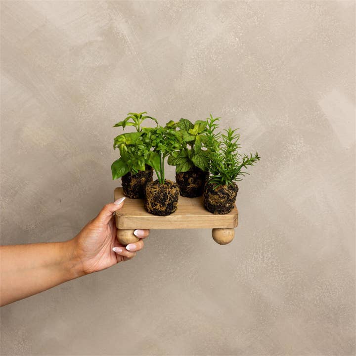 Herbs - Herbs In Soil Unpotted (Pk/12 Ast) for wholesale by Audrey's Home & Gift