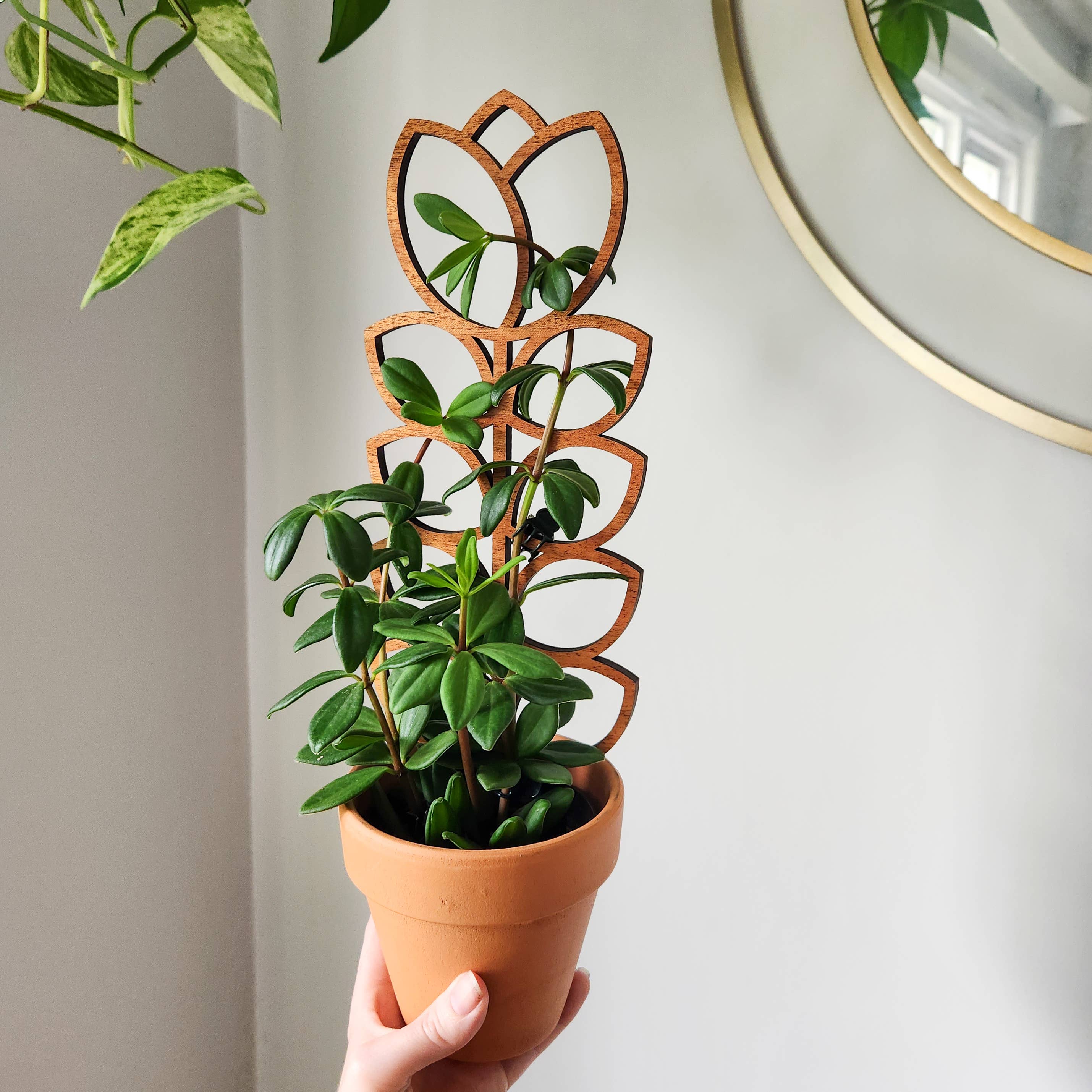 Leaf & Node - Wholesale Trellis - MCM Style Wood Indoor Plant Trellis (Tulip - 2 Sizes)2