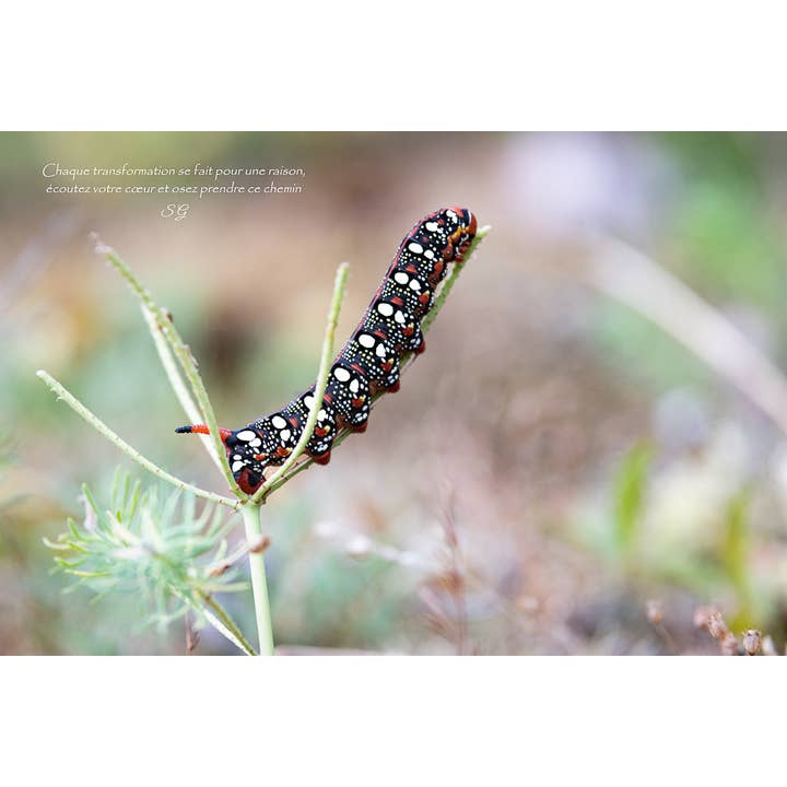Verwandlung für den Großhandel von L'Ecriture D'Un Regard