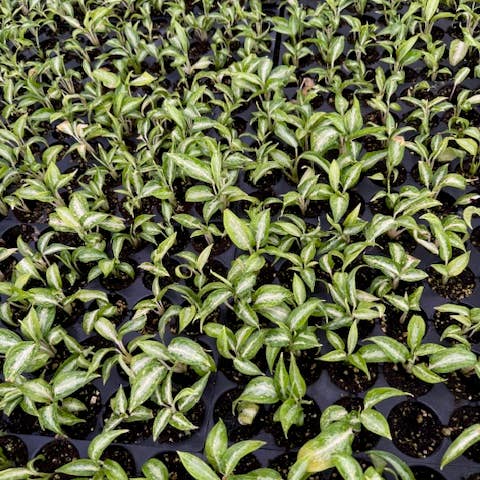 Succulents & Such, Inc. - Wholesale Live Plant - Aglaonema "White Rain " Liner Plug Tray 50 Count