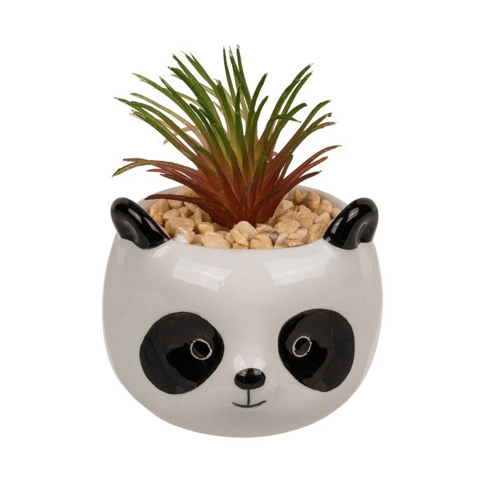 Out of the blue KG - Wholesale Succulent - Decoration succulent in pot, Animals,3