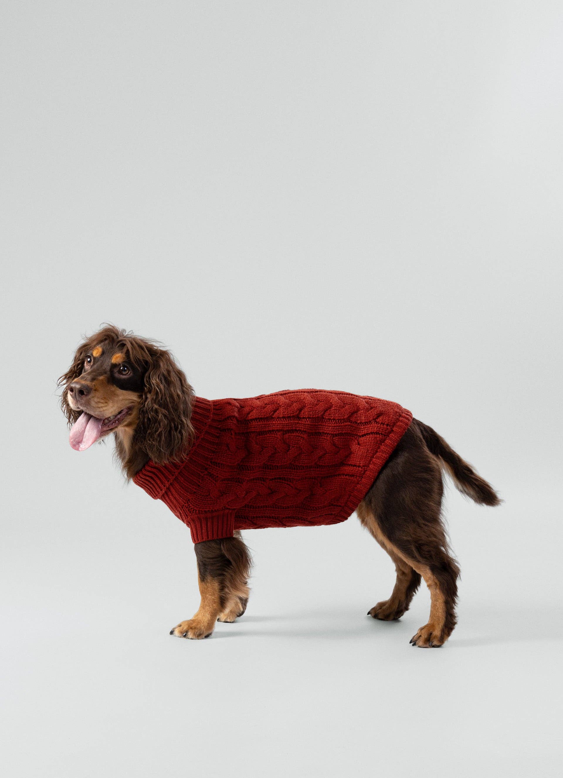 Hugo & Hudson – Großhandel Haustier-Pullover – Hund – Hackett x Hugo & Hudson Strickpullover für Hunde mit Zopfmuster – Ziegelrot5