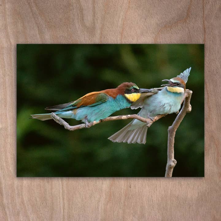 Postcard Eye0504 Bee-eater Bird for wholesale by eye-comm
