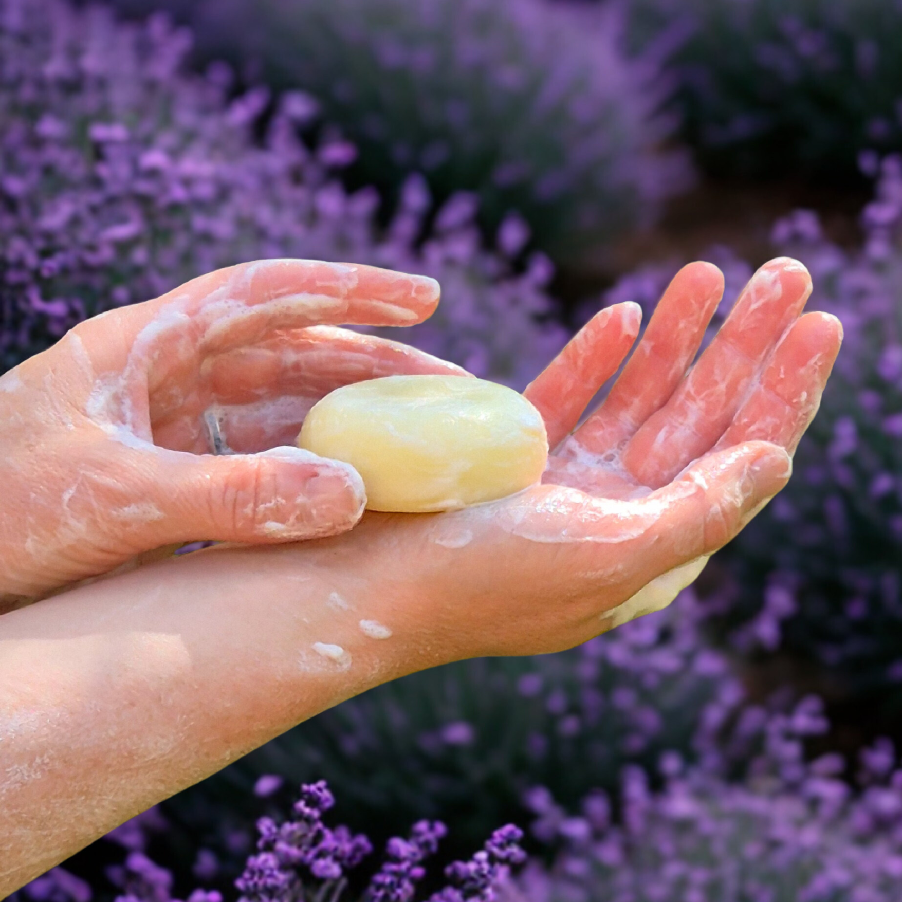 L'AUGUSTE Provence - Wholesale Bar Soap - Organic lavender soap with gift box: the essence of Provence2