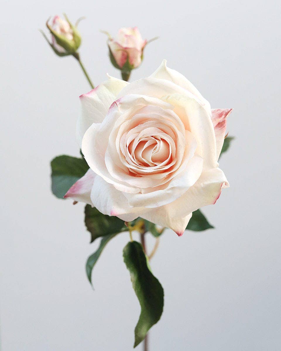 Prestige Botanicals - Wholesale Artificial Flowers - Real Touch Prestige Pink Rose 22”2