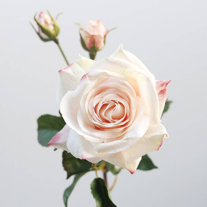 Prestige Botanicals - Wholesale Artificial flowers - Real Touch Prestige Pink Rose 22”2